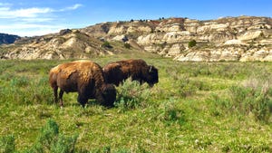 Bison grazing in Theodore Roosevelt National Park