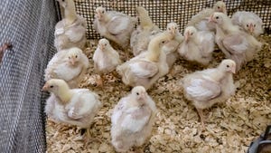 Chicks in a poultry farm