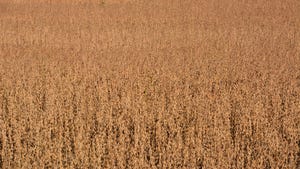 Soybean field ready for harvest