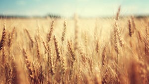 golden wheat field on sunny day