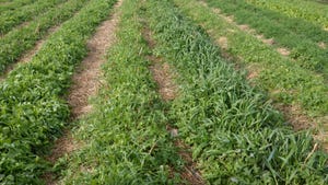 mulch in vegetable production