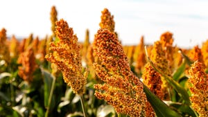 Close-up of sorghum in field