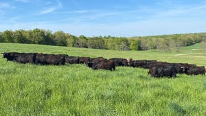 Cattle grazing on a pasture