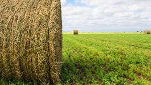 Bales of alfalfa in field