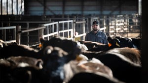 A man stands behind a herd of cattle in a barn