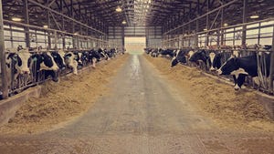 Dairy cattle in barn at feed bunker