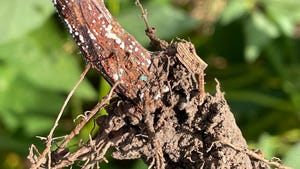 A soybean stalk and roots with red discoloration spots