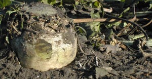closeup of unharvested beet plant in the ground