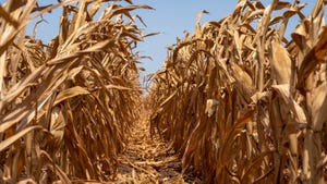 drought corn 