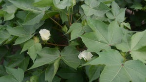 cotton flowers