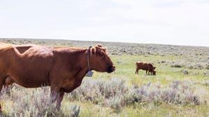 Cow up close in foreground standing in pasture wearing Vence virtual fence collar, with cow grazing in background.