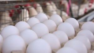 Mississippi Eggs