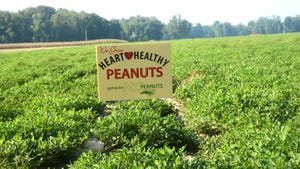 peanut field