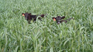 Grazing in cover crop